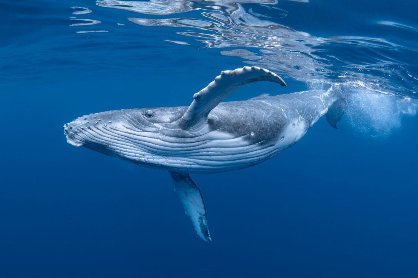 The Ocean: Unraveling the Mysteries and Majesty of Our Blue Planet