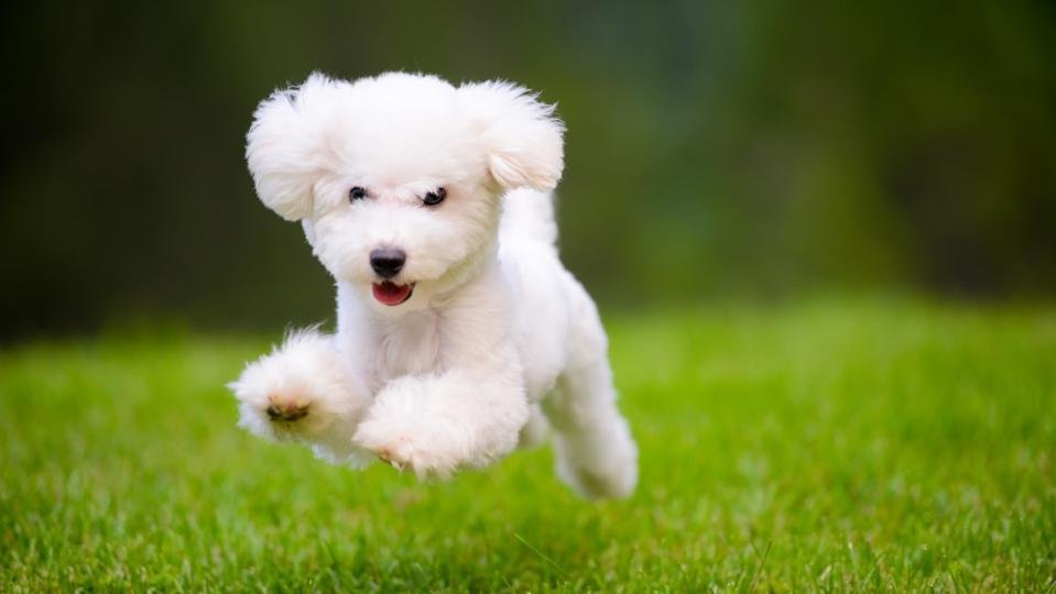 Beauty Mini Dogs: The Charm of Small Breeds