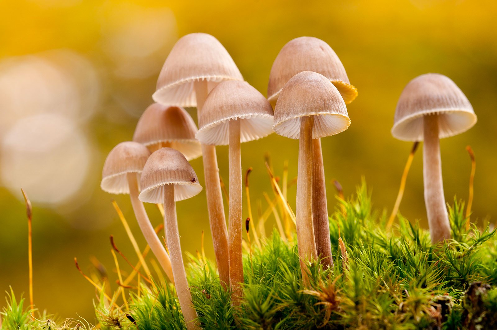 The Fascinating World of Mushrooms: From Culinary Delights to Ecological Marvels