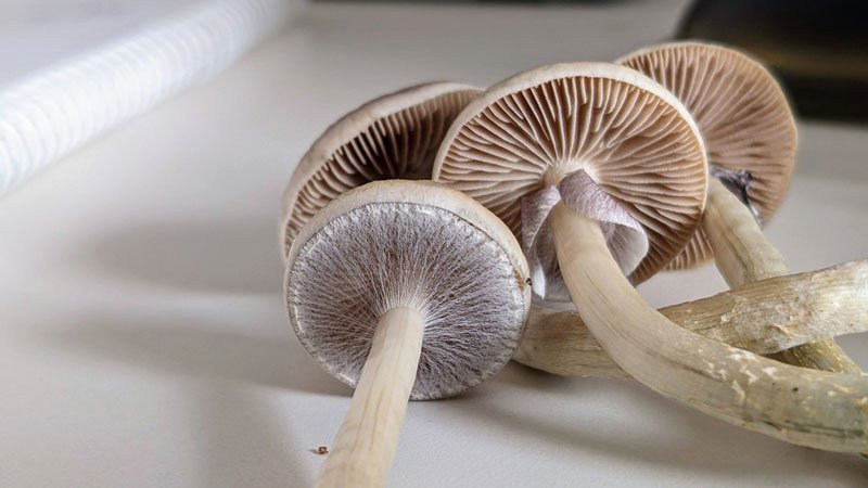 How Long Do Mushrooms Stay in Your System: Key Insights