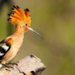 The Egyptian Hoopoe Bird: A Look into Its Symbolic Eye